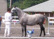 geneshorse.jpg