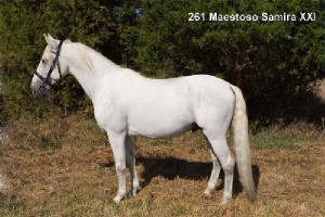 261maestososamiraxxi.jpg